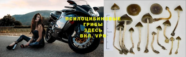 хмурый Верея